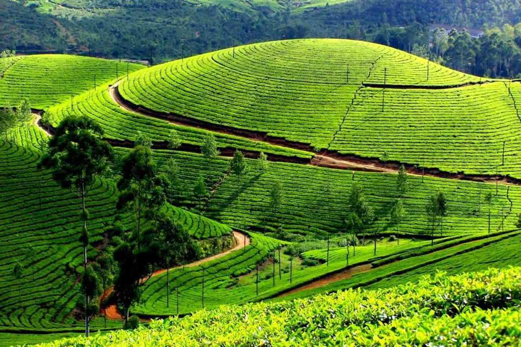 സാമ്പ്രദായിക പരിസ്ഥിതിപഠനത്തിന്റെയും കേവല വനചരിത്രത്തിന്റെയും മാതൃകകളിൽ നിന്ന് വ്യത്യസ്തമായി കഴിഞ്ഞ മൂന്ന് നൂറ്റാണ്ടുകളിലെ പലമകൾ നിറഞ്ഞ മനുഷ്യ - പരിസ്ഥിതി സമ്പർക്കത്തിന്റെ ചരിത്രമാണ് 'കേരളത്തിന്റെ പാരിസ്ഥിതികചരിത്ര വിജ്ഞാനകോശം' അന്വേഷിക്കുന്നത്.