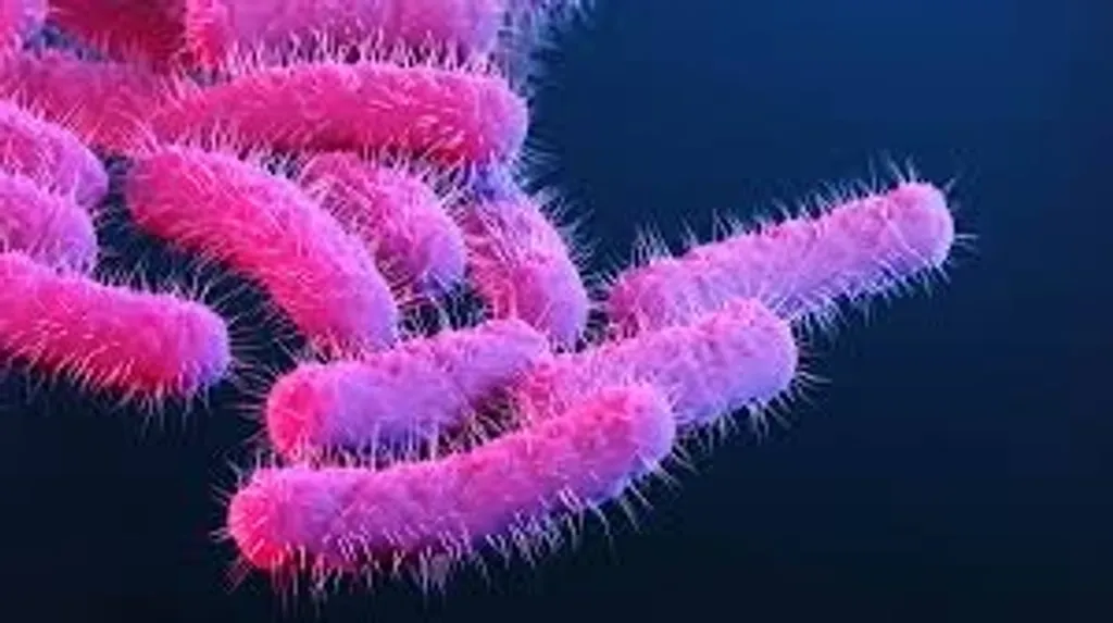 ഷിഗെല്ല (Shigella) പ്രധാനമായും മനുഷ്യരുടെ കുടലിനെ ബാധിക്കുന്ന രോഗാണുവാണ്. ആ  രോഗമാണ് ഷിഗല്ലോസിസ് (Shigellosis) എന്നറിയപ്പെടുന്നത്. ലോകമെമ്പാടും കാണപ്പെടുന്ന  പ്രധാന പൊതുജനാരോഗ്യപ്രശ്നമായി ഈ രോഗം കണക്കാക്കപ്പെടുന്നു. 