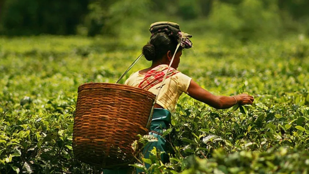 ബ്രഹ്മപുത്ര താഴ്‌വരയിലെ മണ്ണും കാലാവസ്ഥയും തേയിലച്ചെടിക്ക് അനുയോജ്യമായതിനാൽ അസമിലെ ബ്ലാക്ക് ടീ ലോകപ്രശസ്തമാണ്. 