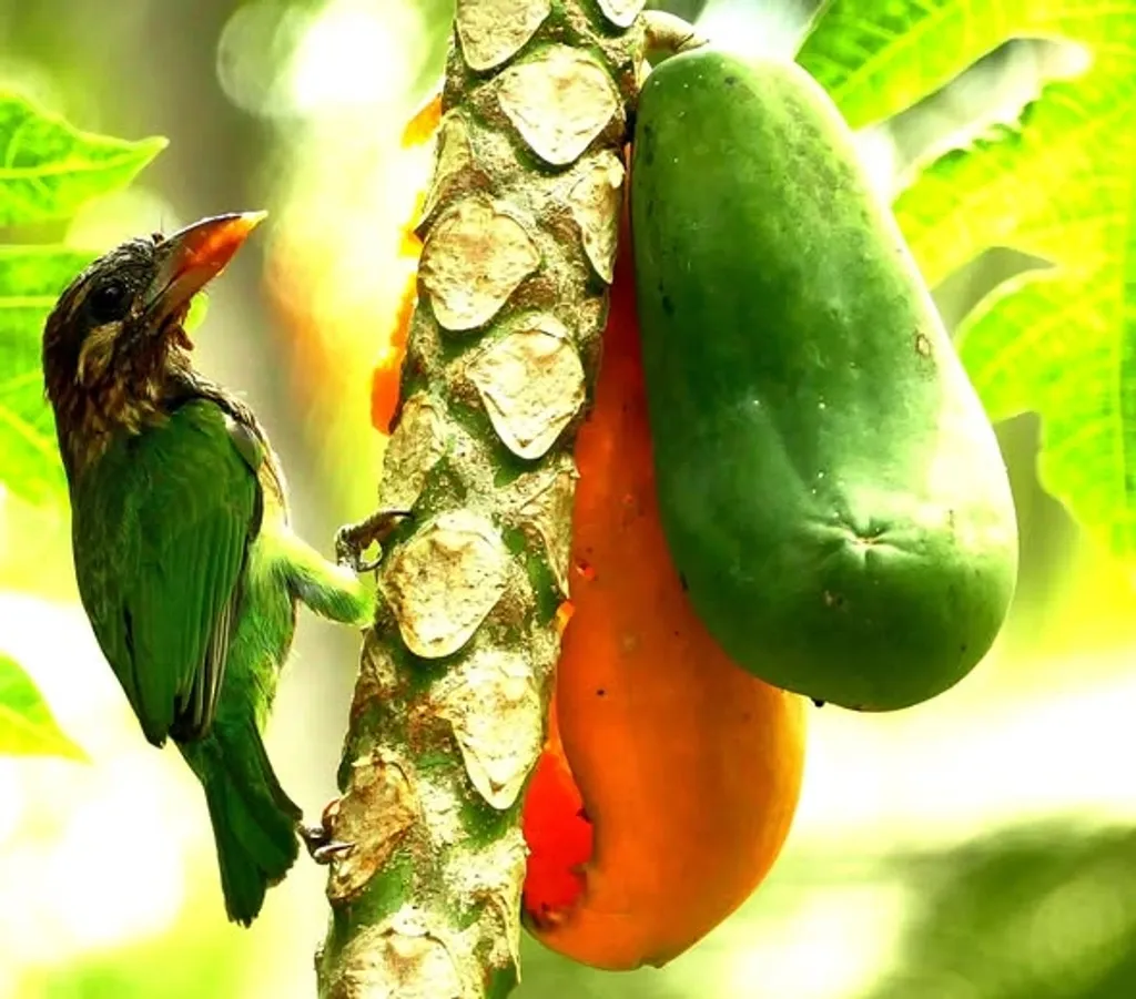 ചിന്നക്കുട്ടുറുവൻ