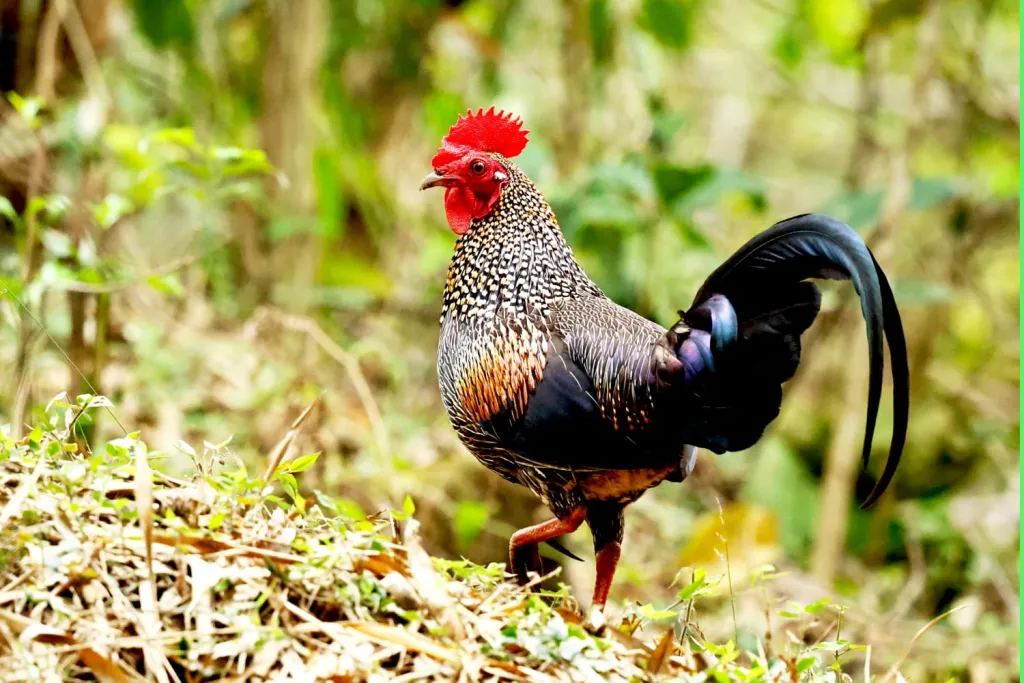 കാട്ടുകോഴി. എണ്ണായിരം വർഷങ്ങൾക്കുമുമ്പാണ്  കാട്ടുകോഴിയെ  ഇണക്കിയെടുത്ത് നാം കൂടെ കൂട്ടിയത്. 