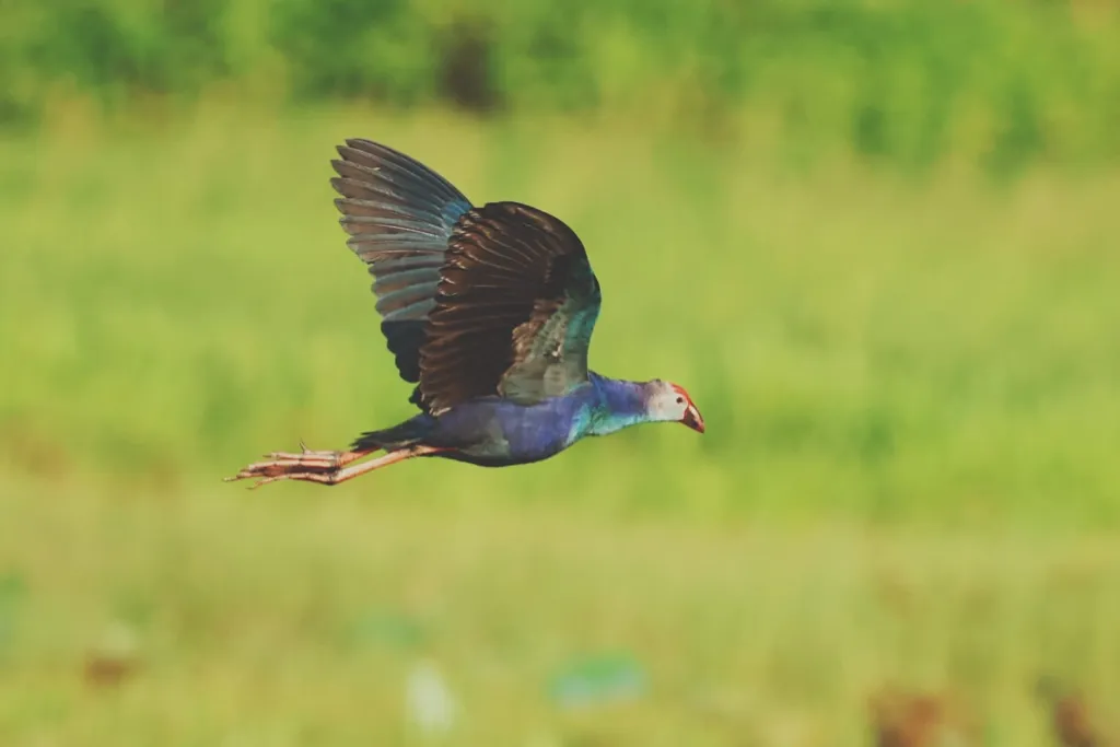 നീലക്കോഴി