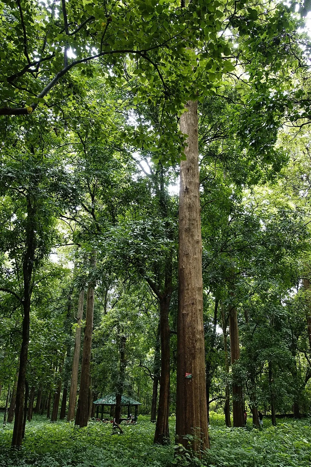 നിലമ്പൂരിലെ തേക്കിൻകാട്. കൂപ്പുകൾ, അഗ്നിരേഖകൾ, തടി പുറത്തേക്കു കൊണ്ടുപോകാനുള്ള നിഷ്കർഷണപാതകൾ എന്നിവയിലൂടെ വനത്തെ നിശ്ചിത വിളചക്രത്തിൽ വളർത്തി വെട്ടിയെടുക്കാവുന്ന ഒരു കാർഷികവിളപോലെ ഭരണകൂടം പുനഃസംഘടിപ്പിച്ചു.