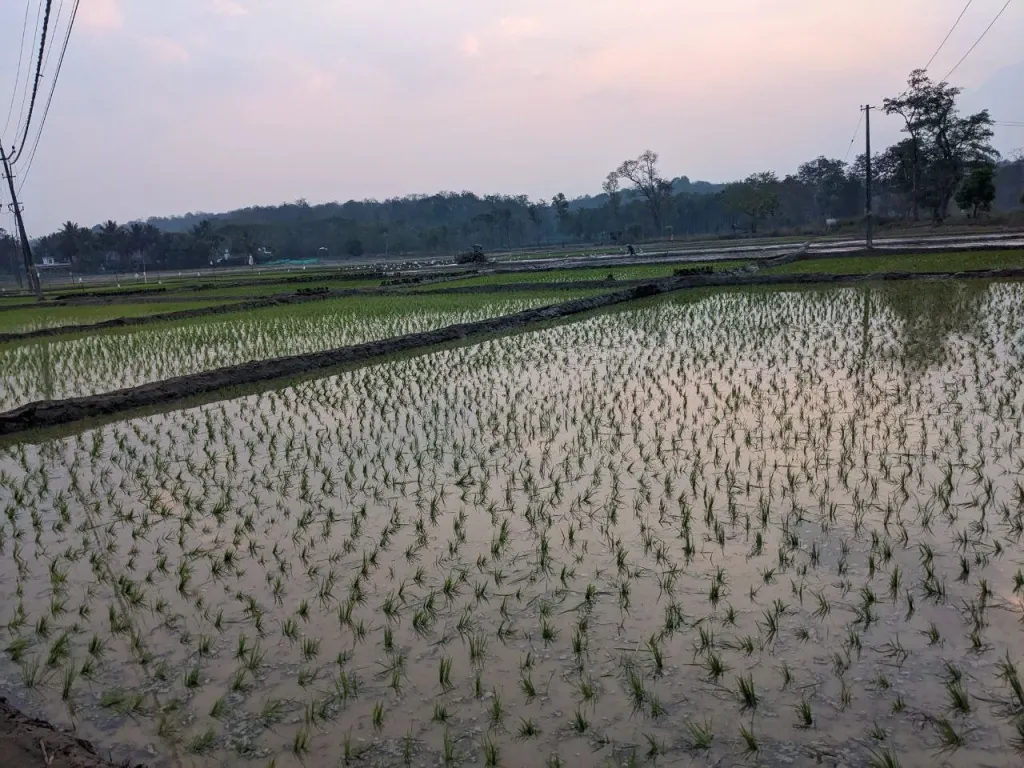 കുടിയായ്മാനിയമം പ്രാബല്യത്തിൽ വന്നപ്പോൾ മലഞ്ചെരിവുകളിലും കാവുകളിലും ഉണ്ടായിരുന്ന സങ്കീർണമായ ഭൂവിനിയോഗബന്ധങ്ങളെക്കാൾ എളുപ്പത്തിൽ തോട്ടഭൂമിയിലും നനവുവയലുകളിലുമാണ് അത് പ്രയോഗിക്കപ്പെട്ടത്.