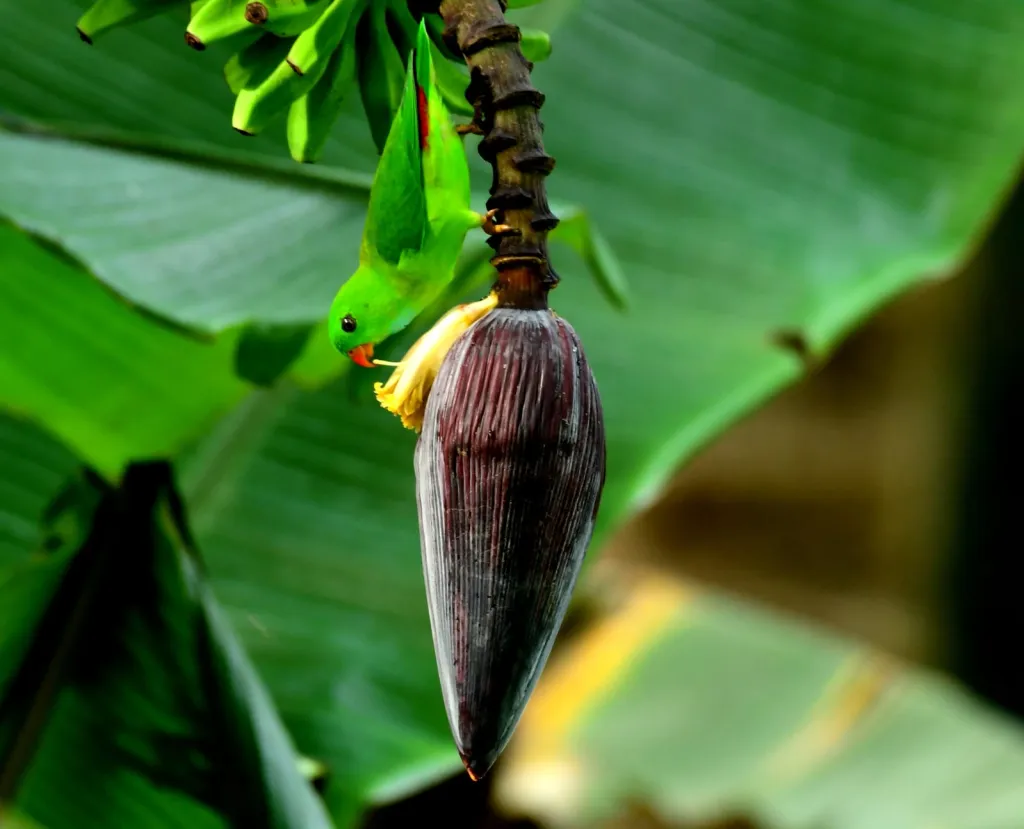 തത്തച്ചിന്നൻ
